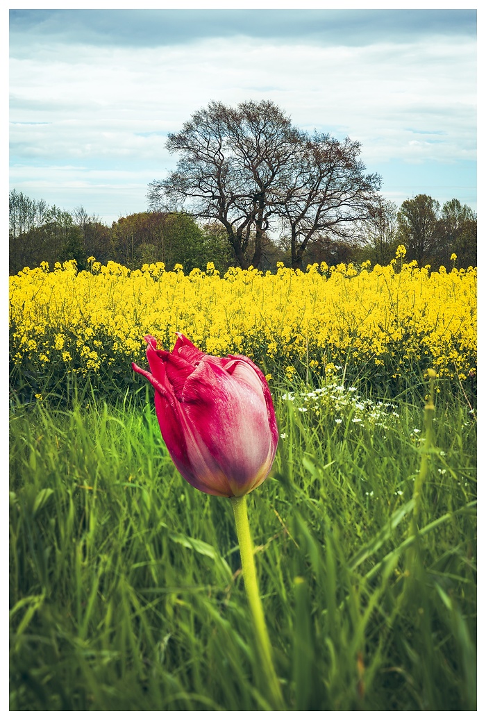 Blick auf eine rote Tulpe vor einem gelb leuchtenden Rapsfeld