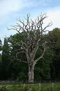 Alter Baum in der Landschaft