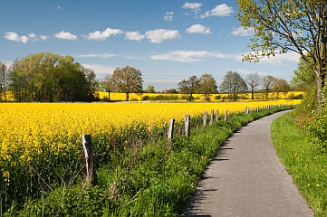 Auf dem Weg zwischen gelben Rapsfeldern