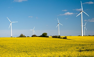 Windräder und Rapsfelder