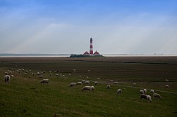 Schafe vor dem Leuchtturm Westerheversand an der Nordsee