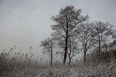 Bäume im Schnee