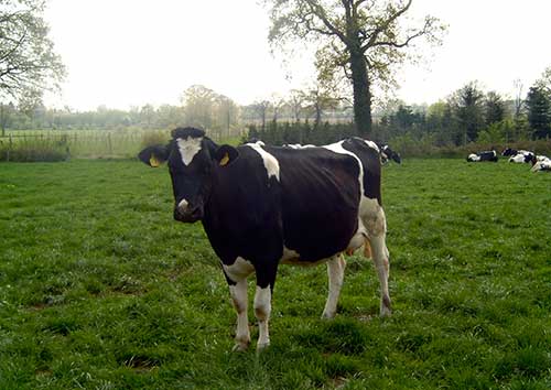 Schwarzbunte Kuh