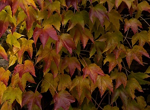Bunte Herbstblätter