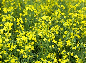 Gelbe Rapspflanzen