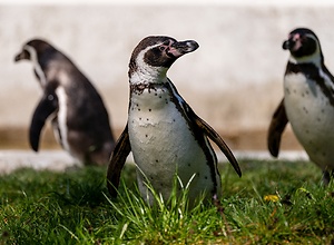 Drei Humboldt-Pinguine im Tierpark Neumünster