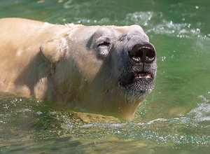 Eisbär im Tierpark Neumünster