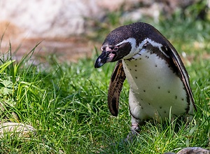 Neugieriger Humboldt-Pinguin im Tierpark Neumünster