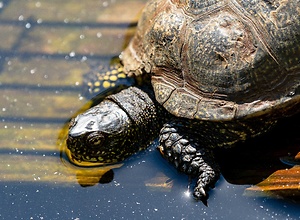 Schildkröte im Tierpark Neumünster