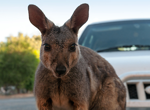 Niedliches Känguru vor einem Auto in Gefahr