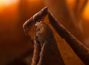 The macro photo shows the tip of a leaf in red evening sun