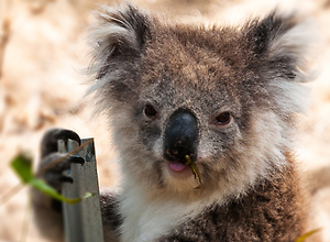Cute koala bear sitting in the bush.