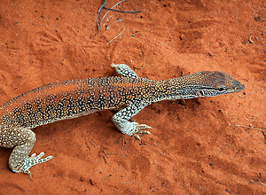 Big gecko runs over the red sand in the outback in Australia.