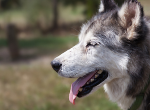 Face to face with a Siberian Husky on the dog farm