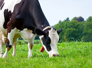 A black and white cow eats grass on a green meadow.