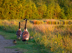 A family of geese walking near a lake.