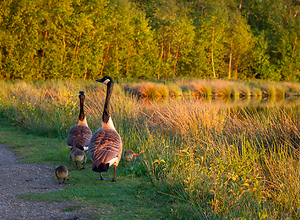 Canada goose