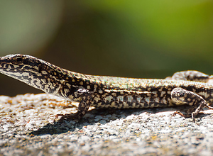A small lizard sits on a rock in the Alps.