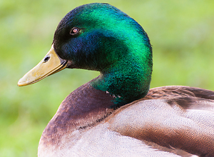 A mallard presents itself from its best side.