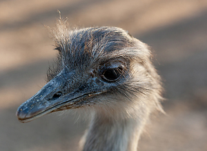 Face to face with an ostrich.