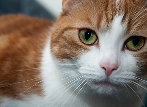 Face to face with a cat.