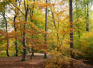 Autumn forest in Bad Urach.