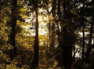 The sun shimmers through the trees at the edge of the forest.