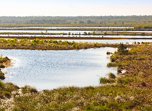 View over the Himmelmoor in Schleswig-Holstein.