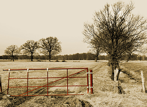 Meadows and bare trees in the countryside near Hamburg.