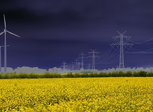 Power lines and wind turbines between yellow rapeseed fields.