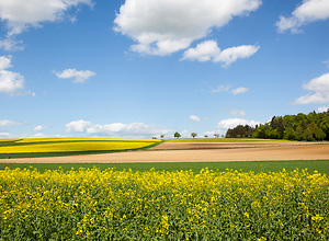Rapeseed fields in Renningen.