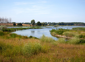 View over bushes on a small river on the island of Rügen.