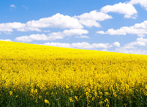 Yellow glowing rape field with blue cloudy sky in summer.