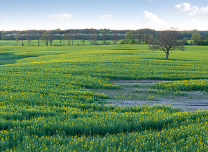 Rape field near Rendsburg in Schleswig-Holstein.