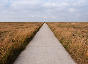 Path in the salt marshes on the North Sea