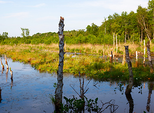 View over the water in Himmelmoor near Quickborn.