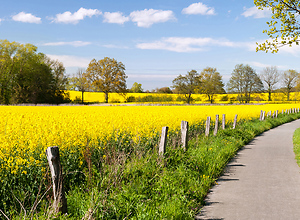 Bicycle path runs alongside yellow rapeseed fields.