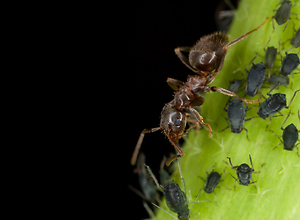 Ant runs on a plant stem over many tiny aphids