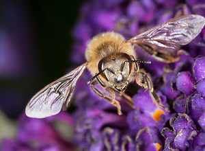 A bee is sitting on a purple flower.