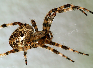 Large striped spider is hanging in its web.