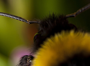 Closeup photograph of a bumblebee.