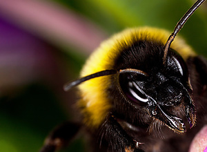 Close-up of a bumblebee from behind