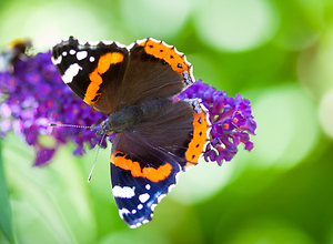A butterfly (Admiral) with orange colored banding on the dark wings.