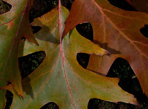 Colored autumn leaves lie on moss in the forest.