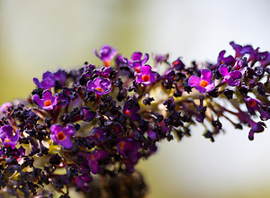A branch of a common lilac shimmering in the sunlight.