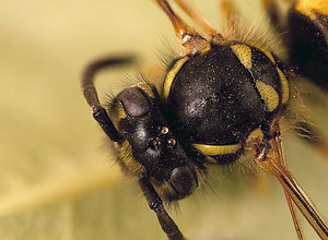 Close-up of a dead wasp in the garden.