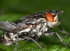 Macro photo of a fly sitting on a leaf.