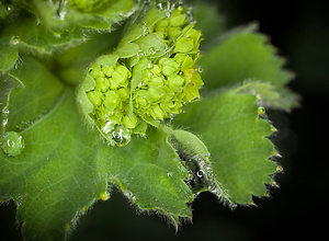 Photograph of a flower with water drops.