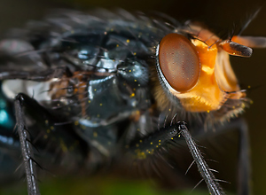 Extreme macro photo of a fly with many details.