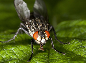 Macro photo of a fly sitting centrally on a green leaf.